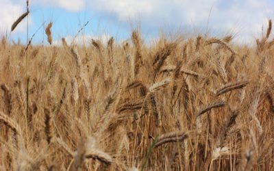 L’empreinte carbone de notre alimentation