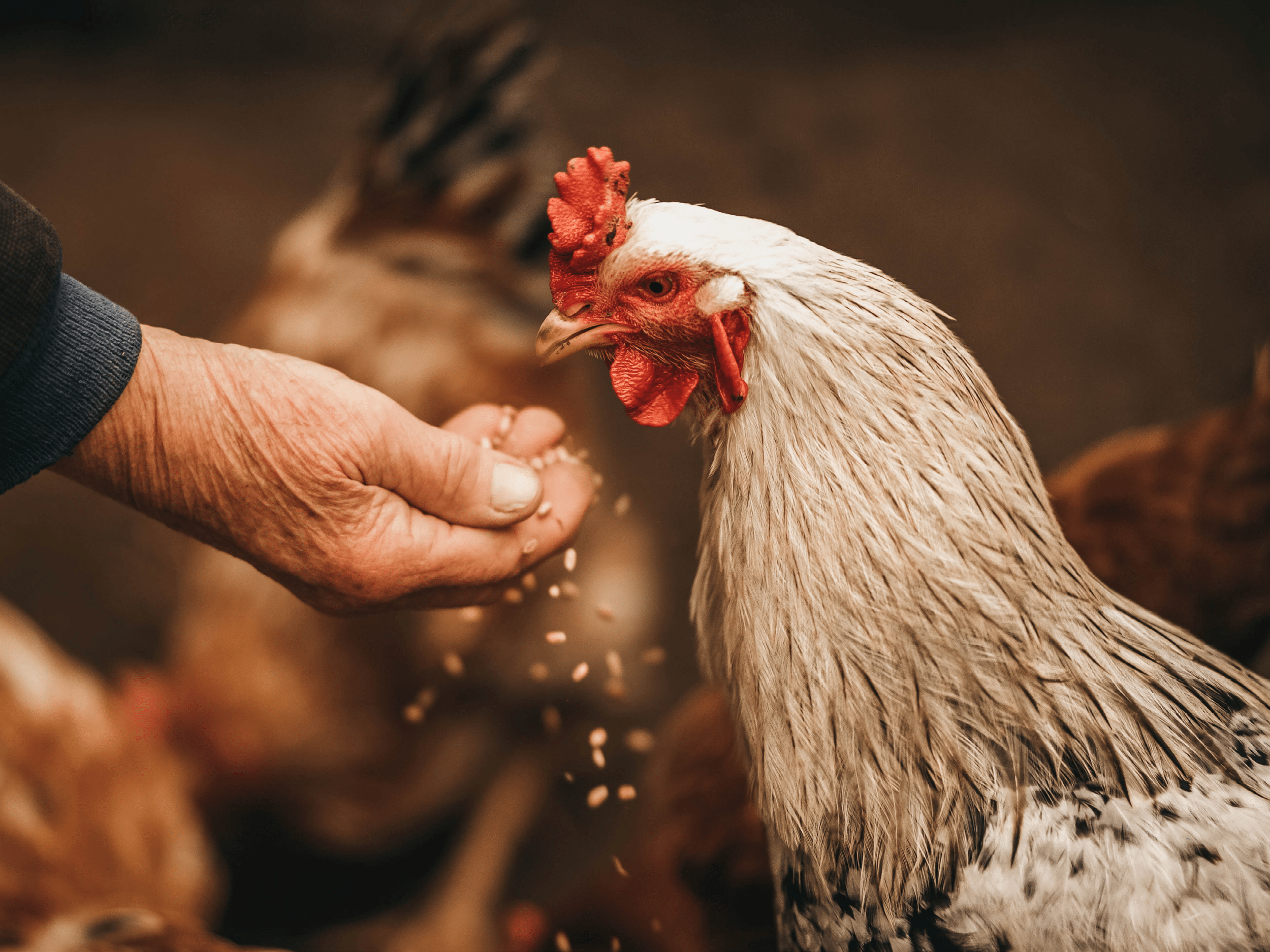 des-poules-pour-diminuer-les-biodéchets