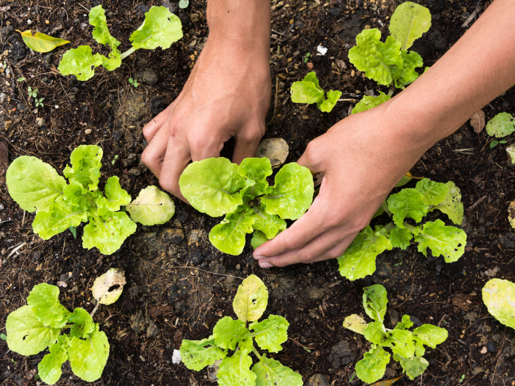 jardin-écologie-économie